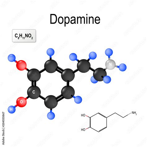 Dopamine. Structural chemical formula and model of molecule Stock ...