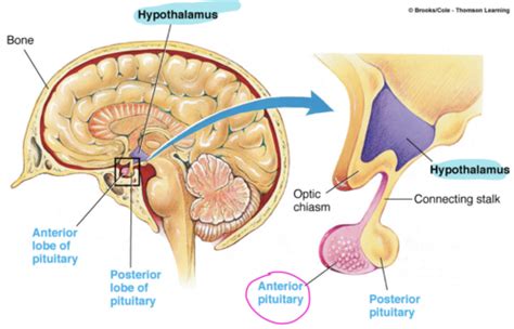 Endocrine Physiology Activity Of Hypothalamic Pituitary Axis And