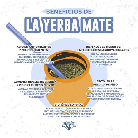 Beneficios De La Yerba Mate Comprobados Cientificamente • Fullmusculo