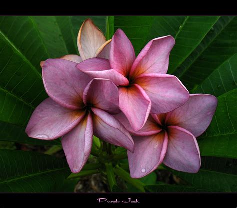 Rare Flowers The Plumeria Purple Jack A Photo On Flickriver