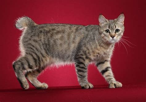 browse  breeders tica  international cat association pixie