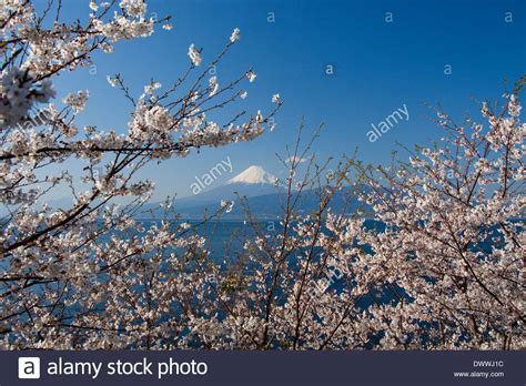 Japan cherry blossom fuji hi-res stock photography and images - Alamy