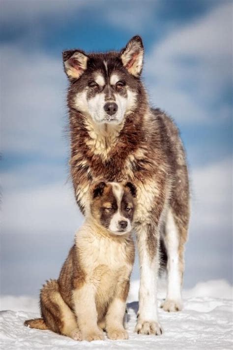 10 Sled Dog Breeds That Make Great Pets