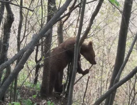 Isu Bra Ov A Emis Un Sesaj Ro Alert Pentru Locuitori Urs Semnalat Pe O