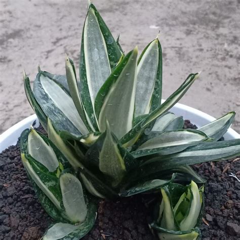 Mini Espada São Jorge ogum Sansevieria Hahnii Streaker Muda