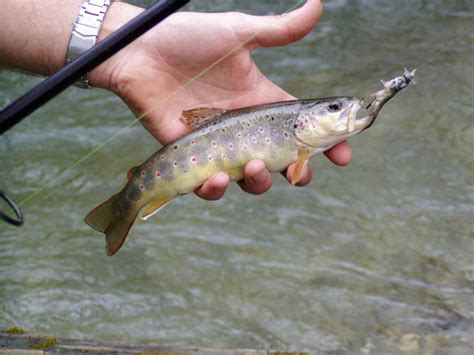 Comment pêcher la truite Conseils pour la pêche à la truite