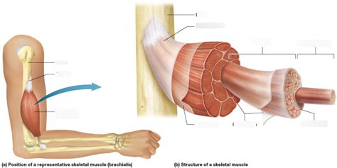 Skeletal Muscle Gross Anatomy Pearson Diagram Quizlet