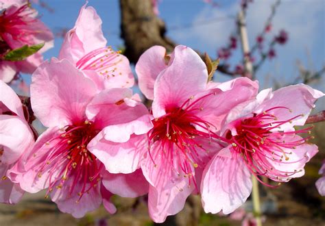 Nectarine Blossoms On The Fresno County Blossom Trail Beautiful