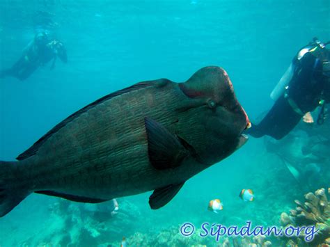 Sipadan : Bumphead parrotfish