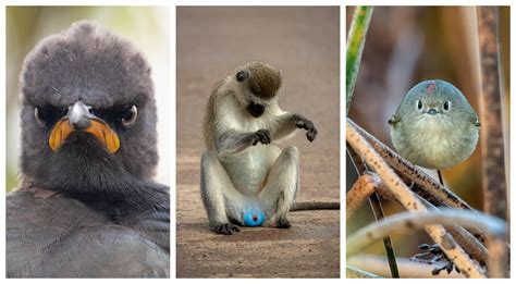 Veja finalistas de concurso que premia fotos mais engraçadas de animais