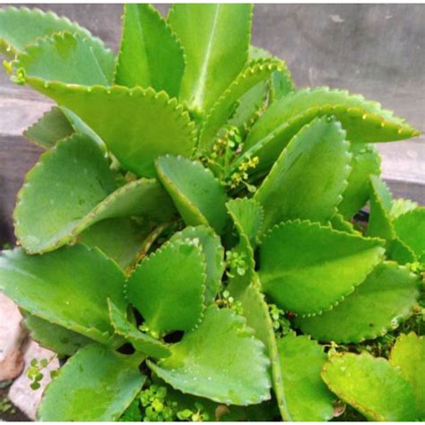 jual tanaman cocor bebek skulen shopee indonesia