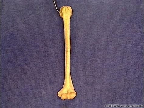 Humerus Osteology Flashcards Quizlet