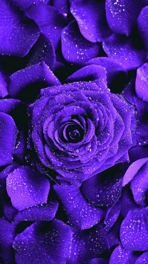 Violet Rose Purple Flowers Wallpaper Purple Roses Love Pink Wallpaper