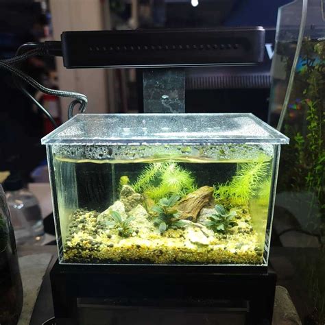 PNW Custom Micro Reef Ready 40oz Desktop Aquarium Pet Supplies Online