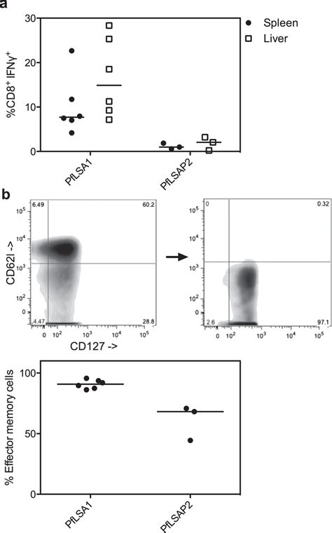 Effector Memory Cd8 T Cells In The Liver Panel A Shows The Cd8 Ifnγ