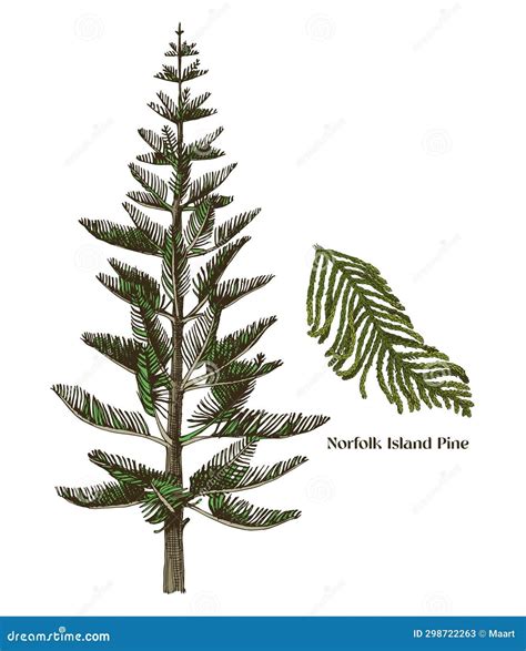 Illustration About Norfolk Island Pine Tree With Branch Colorful Vector Hand Drawn Illustration