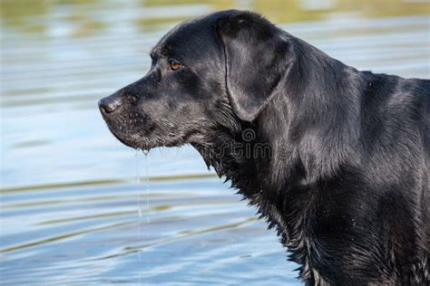 Black Labrador Retriever Male Adult Stock Photo Image Of Outdoors