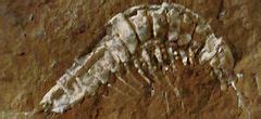 Category:Malacostraca fossils - Wikimedia Commons