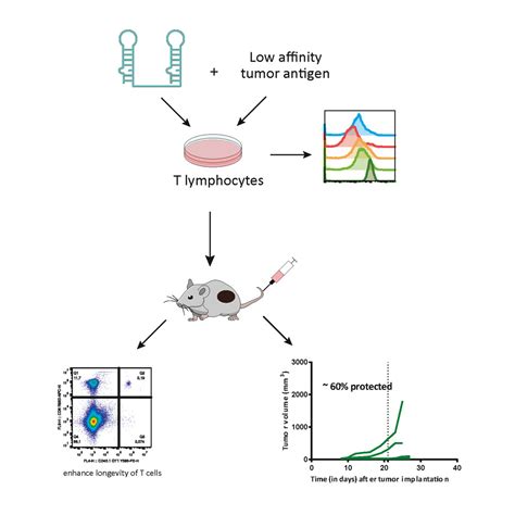 Cd3 Aptamers Promote Expansion And Persistence Of Tumor Reactive T