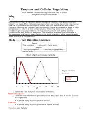 Enzymes And Cellular Regulation Key Docx Enzymes And Cellular