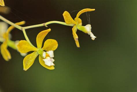 Butterfly orchid | Fragrant, Showy, Rare | Britannica