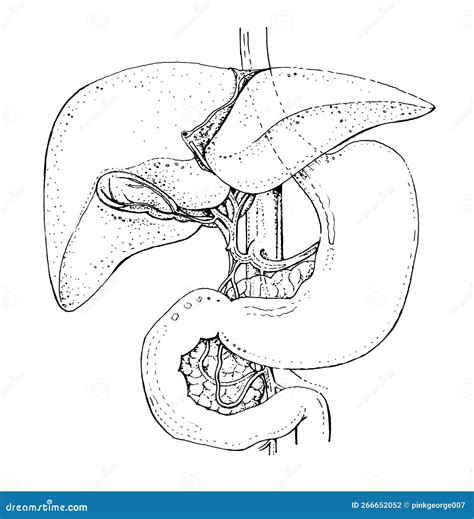 Liver Diagram Black And White