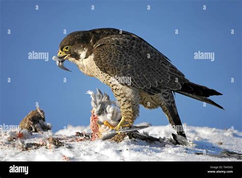 Peregrine Falcon Hunting Pigeon Hi Res Stock Photography And Images Alamy