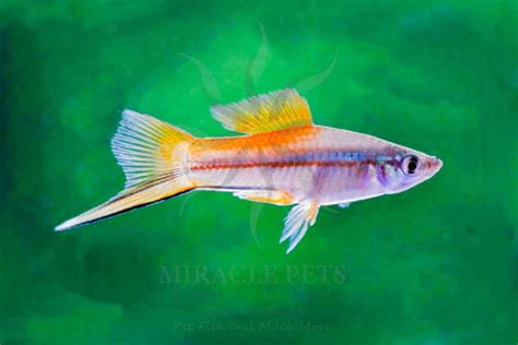 Swordtails MIRACLE PETS International Sri Lanka