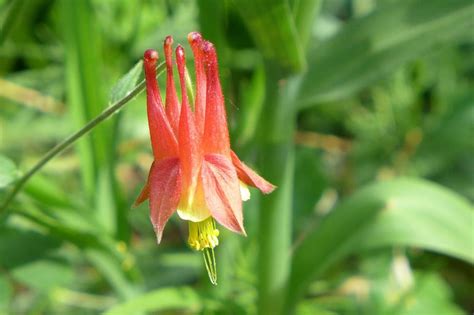 Free Stock Photo of Red Columbine Flower | Download Free Images and ...