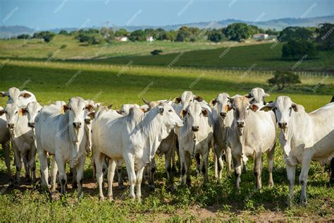 Premium Photo Cattle Herd Of Nelore Cattle In The Northeast Region Of