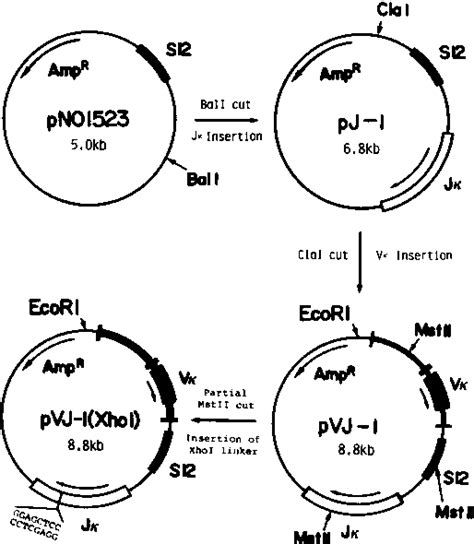 Figure 1 From Isolation And Characterization Of Endonuclease J A Sequence Specific Endonuclease