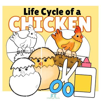 Chicken Life Cycle Foldable Sequencing Activity Cut And Paste Tpt