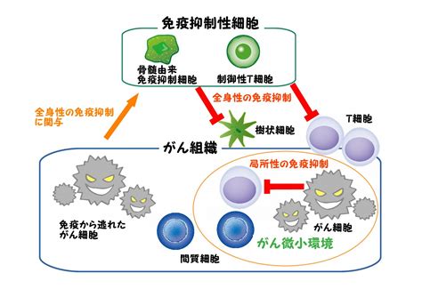 「がん免疫編集」という考え方 【「がん」の対抗策】 《part3》 がん免疫療法コラム 6種複合免疫療法