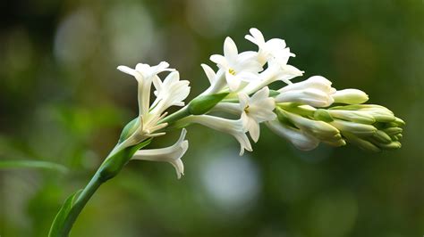 21 Night Blooming Flowers For A Captivating Moon Garden