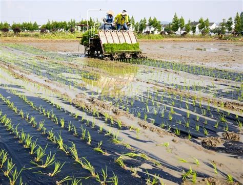 江苏苏州：水稻覆膜机插新技术试验展开 人民图片网