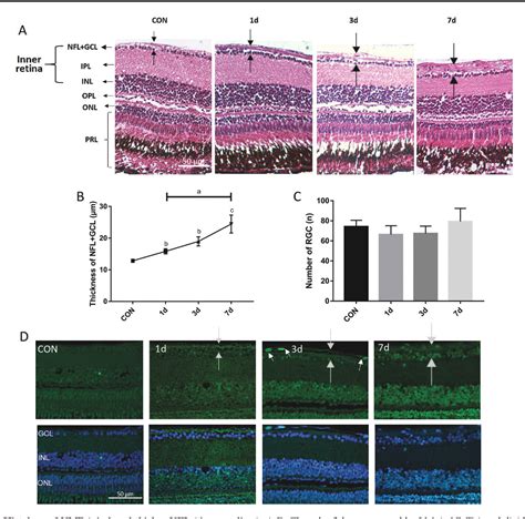 Figure 1 From Establishment Of An Adult Zebrafish Model Of Retinal