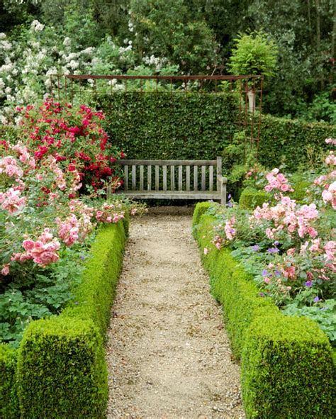 A Must Have Evergreen Shrub Sprinter Boxwood Hope And Hedges