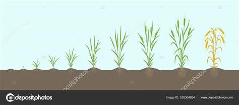 Barley Growth Stages