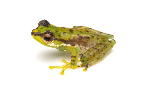 New Frog Species Discovered In Arunachal Named After Patkai Hills