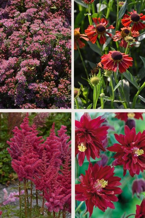 Bulbs By Brenda Bijen En Vlinder Vaste Planten Pakket Rood Stuks