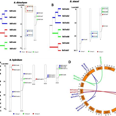 Chromosomal Location Of Trxh Genes And Duplication Events In B