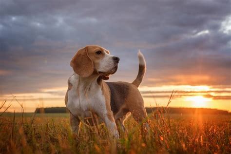 Hound Beagle Dog Breeds - Get Images