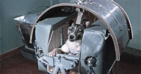 Laika, The Soviet Space Dog Sent On A Suicide Mission