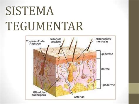 Ppt Sistema Tegumentar Powerpoint Presentation Free Download Id