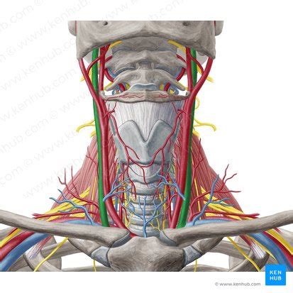 Vena Yugular Interna Origen Trayecto Drenaje Kenhub