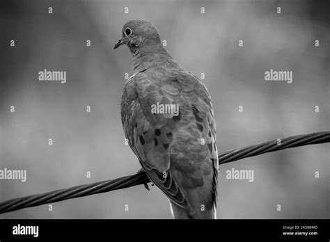 A grayscale close-up shot of a pigeon sitting on a wire in a blur Stock ...