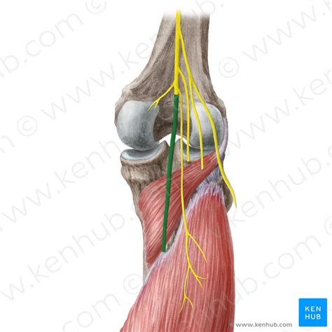 Popliteus Muscle Attachments Innervation And Function Kenhub