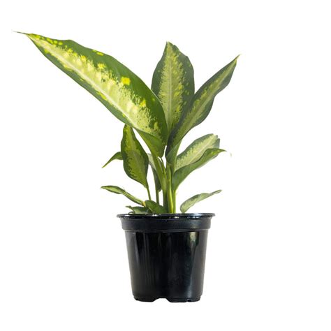 The Ultimate Guide To Dieffenbachia Care Planterina