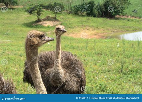 Two Ostriches Stock Image Image Of Outdoor Legs Bird 4150617