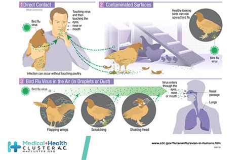 Bird Flu Avian Influenza